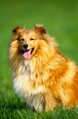 Shetland Sheepdog, Dog sitting on Grass with Tongue out