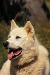 Portrait of Greenland Dog
