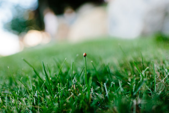Ladybug on a grass lawn