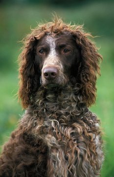 Portrait of Pont Audemer Spaniel Dog