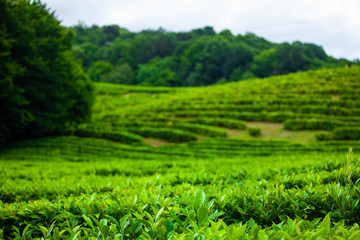 Green tea plantation in summer.  Focus on a front side of leaves. Copy space. 