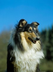 Portrait of Collie Dog