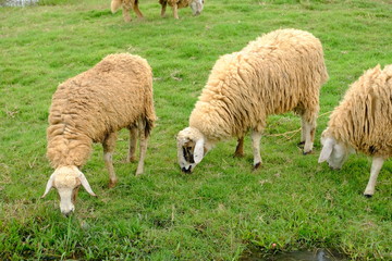 sheep and lambs