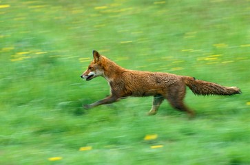 Red Fox, vulpes vulpes, Adult running through Countryside