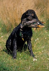 Irish Water Spaniel, Dog with Mallard Duck in its Mouth