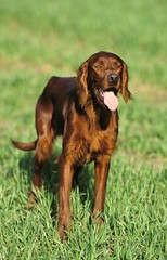 Irish Setter or Red Setter, Dog standing on Grass with Tongue out