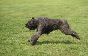 Belgian Cattle Dog or Flanders Cattle Dog (Old Standard Breed with Cut Ears)