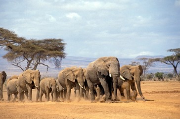 Fototapeta na wymiar African Elephant, loxodonta africana, Herd walking through Savannah, Samburu Park in Kenya