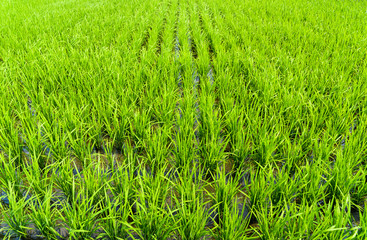 Rice crop soon to be harvest in the paddy field of Taiwan.