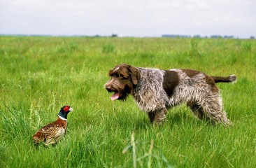 Korthal Dog or Wire-Haired Griffon Dog hunting Common Pheasant