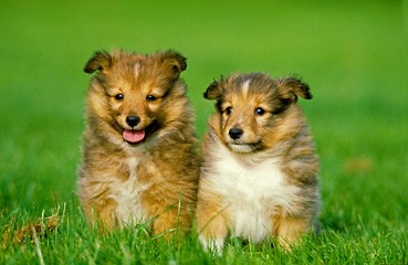 Shetland Sheepdog, Pup sitting on Grass