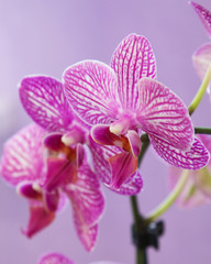 Macro view of orchid flowers. Pale pink speckled phalaenopsis. 