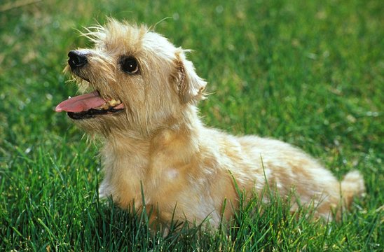 Norfolk Terrier Dog sitting on Grass