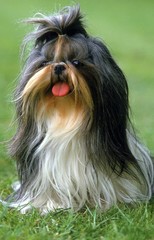 Shi Tzu Dog sitting on Grass