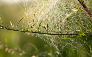 Spider web in the morning