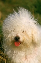 Bichon Frise Dog, Portrait with Tongue out