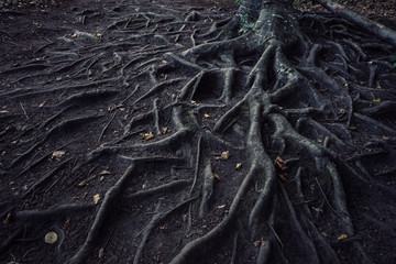 Spooky roots in Halloween forest