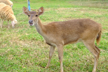 white tailed deer