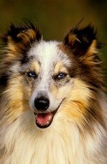 Shetland Sheepdog, Portrait of Adult Dog