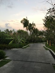 Fototapeta premium palm trees at sunset