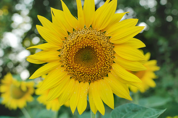 yellow sunflower flowers with petals and stamens,