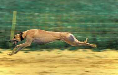 Fototapeta na wymiar Greyhound during Greyhound Racing Dog