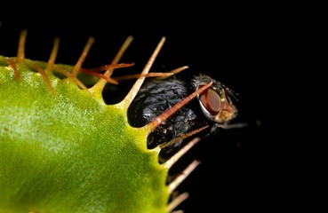 Carnivorous Plant Venus Flytrap, dionaea sp. Catching a Fly