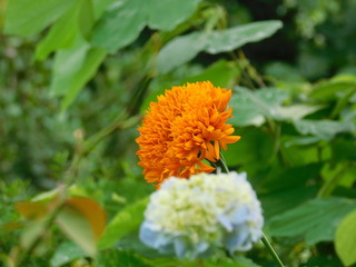 Beautiful flowers situated in the garden near the villa