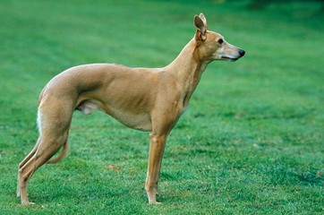 Male Whippet Dog standing on Lawn