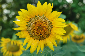 yellow sunflower flowers with petals and stamens,