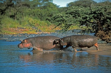 Hippopotamus, hippopotamus amphibius, Adults entering River, Masai Mara Park in Kenya