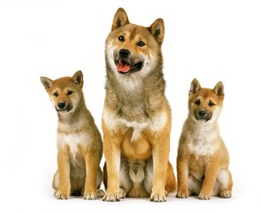 Shiba Inu Dog, Male with Pup sitting against White Background