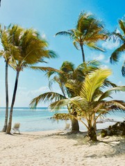 Fototapeta na wymiar palms on a Caribbean beach