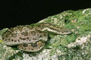 Sand Boa, eryx sp.