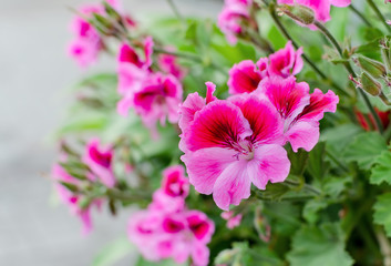Obraz premium geranium blooming with bright flowers close up
