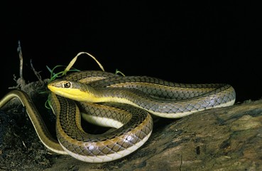 Schokar Sand Racer, psammophis schokari