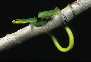 Obraz premium Green Snake, opheodrys major against Black Background