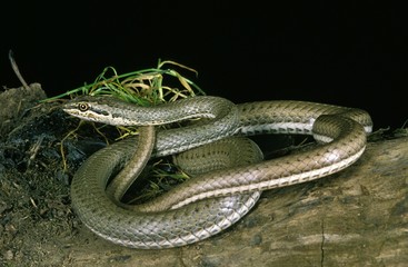 Schokar Sand Racer, psammophis schokari