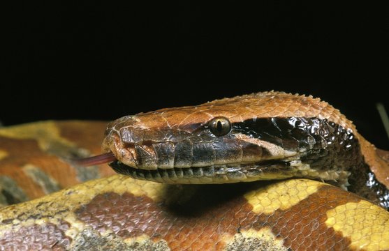 Blood Python, python curtus