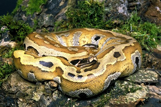 Blood Python, python curtus