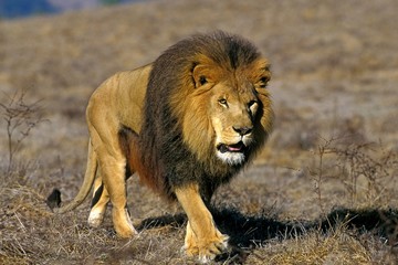 Fototapeta na wymiar African Lion, panthera leo, Male walking through Savannah