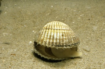 Common Cockle, cerastoderma edule