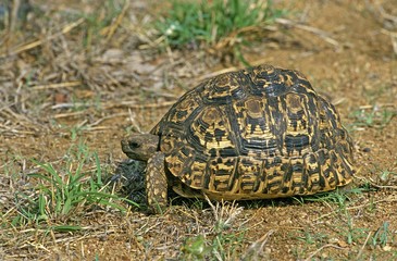 Leopard Tortoise, geochelone pardalis, Kenya