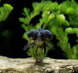 Bubble Eye Goldfish, carassius auratus