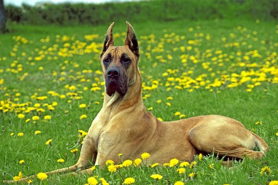 Great Dane or German Mastiff laying in Dandelion's Flowers, (Old Standard Breed with Cut Ears)