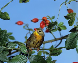 Red Billed Leiothrix, leiothrix lutea, Adult standing in Rose Hip 114932 Gerard LACZ