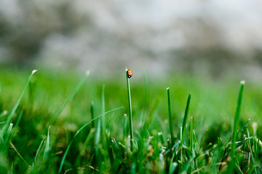Ladybug on a grass lawn