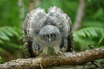 Long-eared Owl, asio otus, Chick standing on Branch, Opening Wings, Normandy