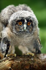 Long-eared Owl, asio otus, Chick standing on Branch, Normandy
