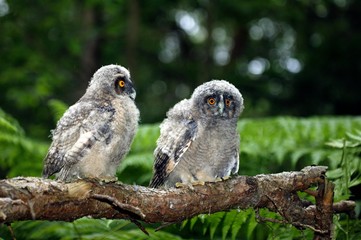 Long-eared Owl, asio otus, Chicks standing on Branch, Normandy
